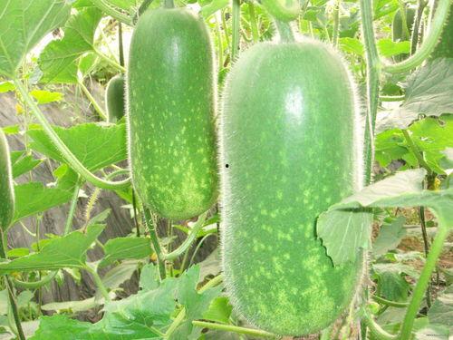 吃瓜网每日大赛 52爆料吃瓜网,每日大赛52期精彩爆料大汇总