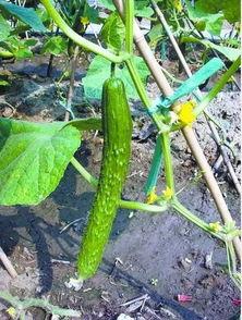 朝阳吃瓜网,揭秘娱乐圈最新热点，带你领略明星幕后故事